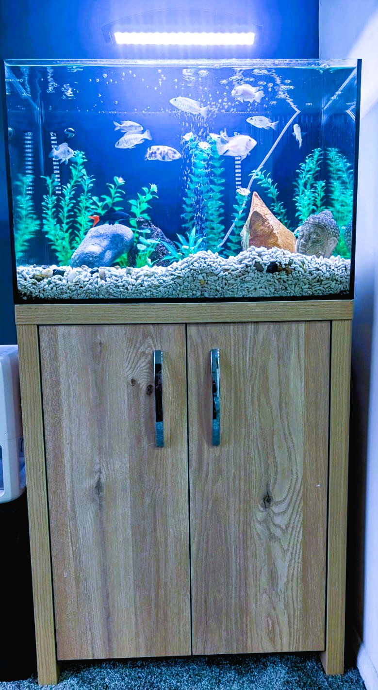 Cichlid aquarium installation with cabinet stand