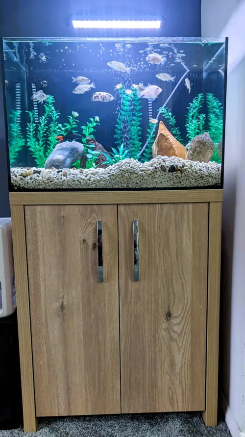 African cichlid aquarium with limestone rock territories — Lake Malawi mbuna setup by AD Aquatics