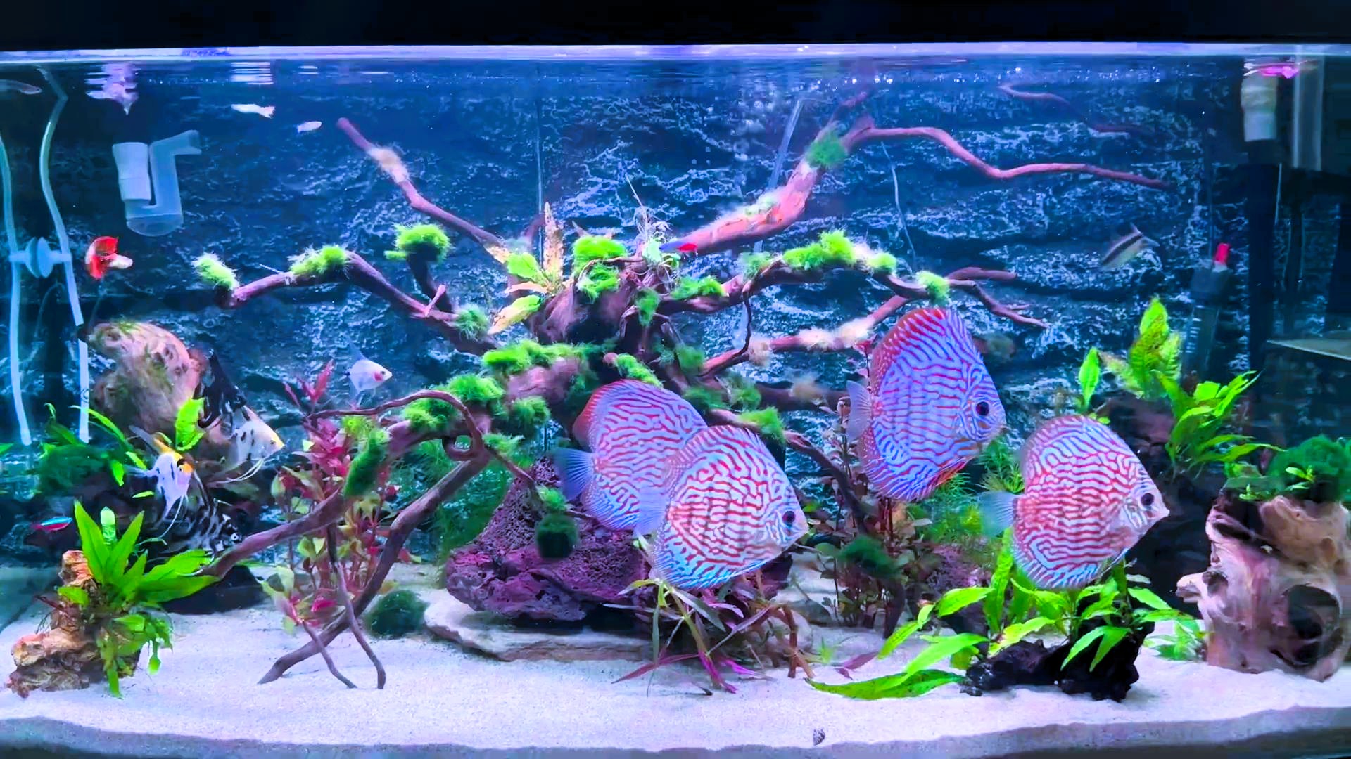 Custom aquarium installation