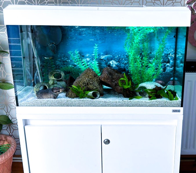 Clean community aquarium setup with guppies and live plants — ideal for beginners, installed by AD Aquatics