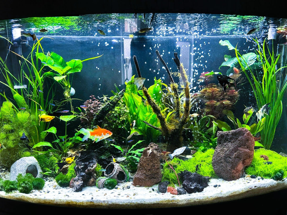 Planted aquarium with live plants and fish