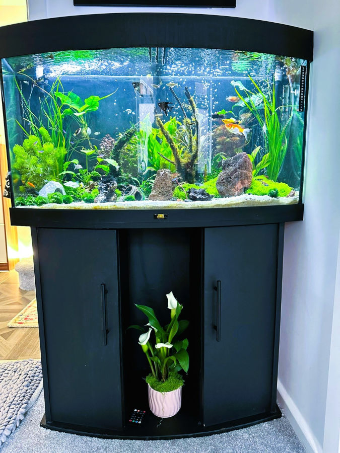 Planted Aquarium