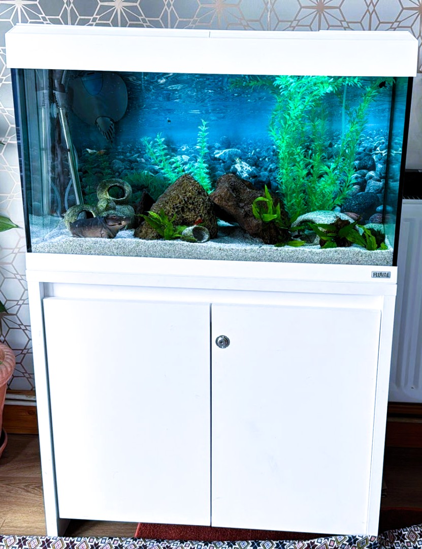 Large statement aquarium installed in a commercial space — AD Aquatics commercial installation service