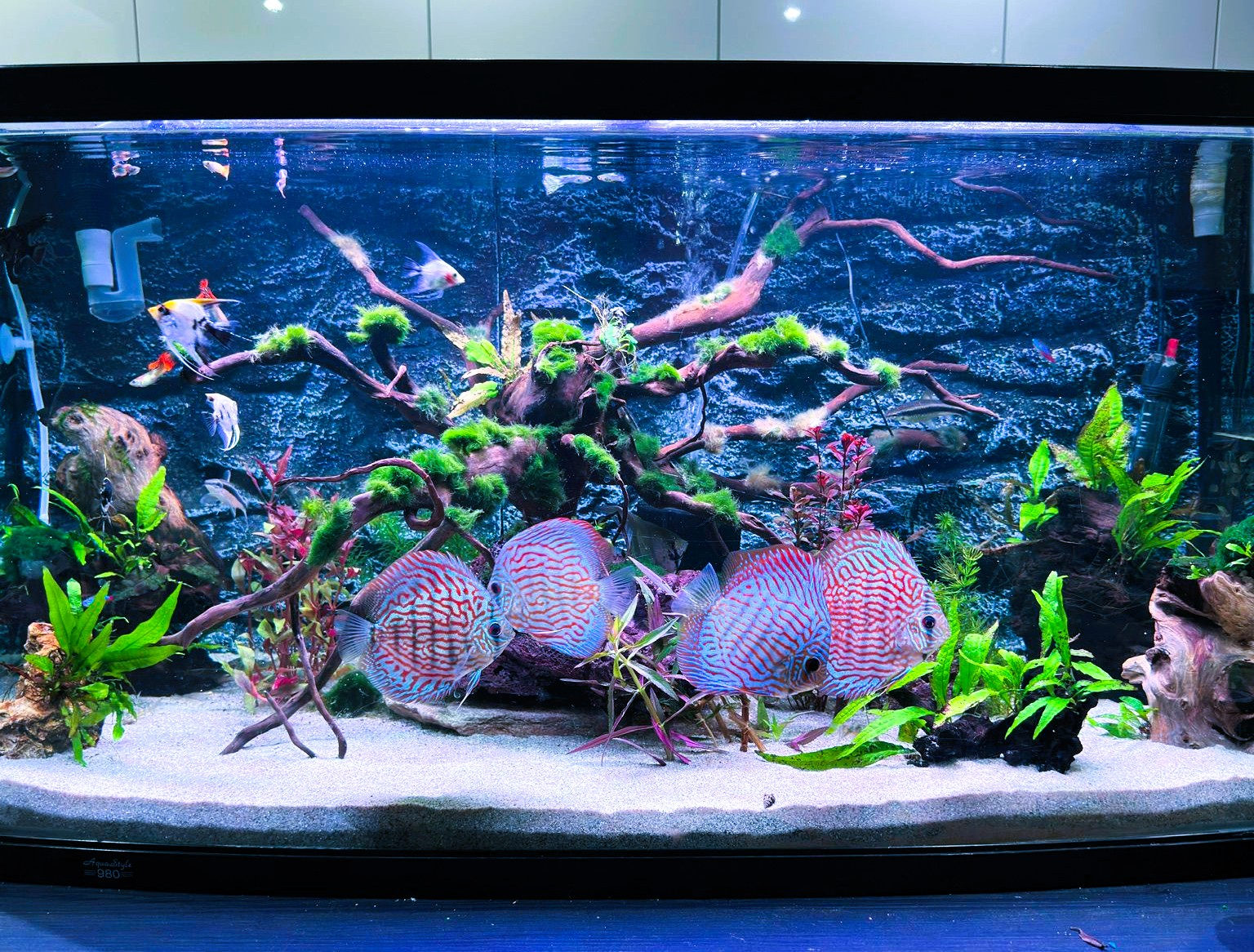 Discus planted aquarium setup