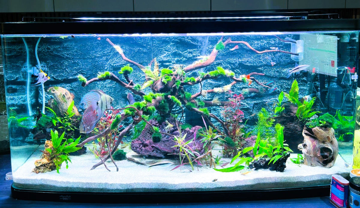 Beautiful aquarium installation by AD Aquatics