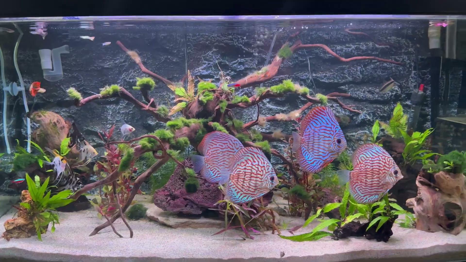 Discus fish planted aquascape close-up