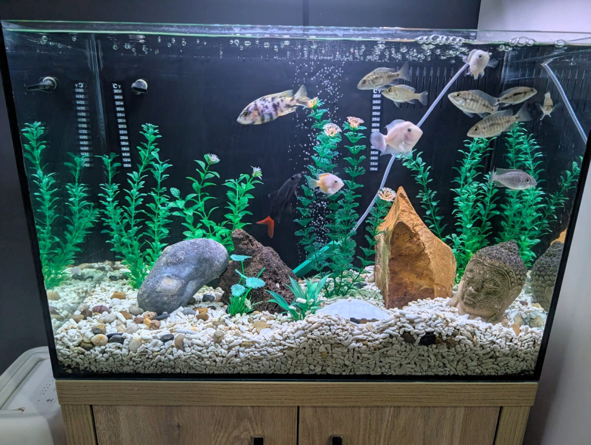 Specialist cichlid tank with structured hardscape and open swimming space