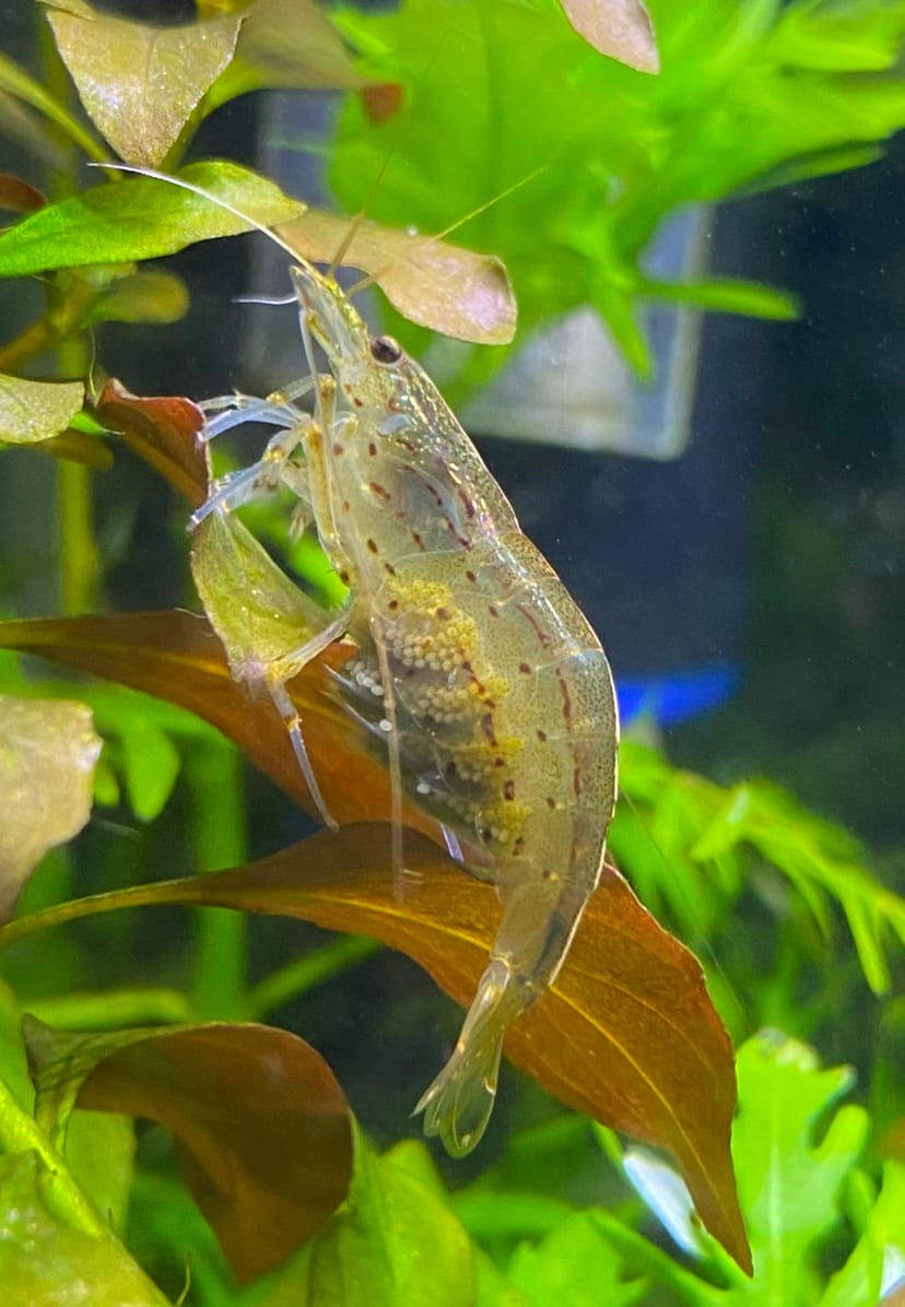 Amano Shrimp (Caridina multidentata) — freshwater fish supplied by AD Aquatics