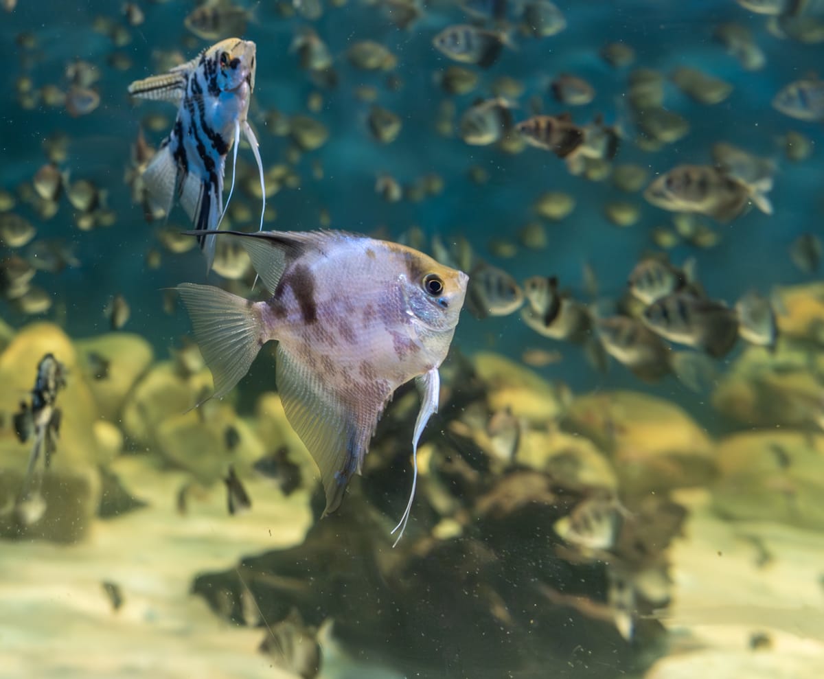 Angelfish (Pterophyllum scalare) — freshwater fish supplied by AD Aquatics