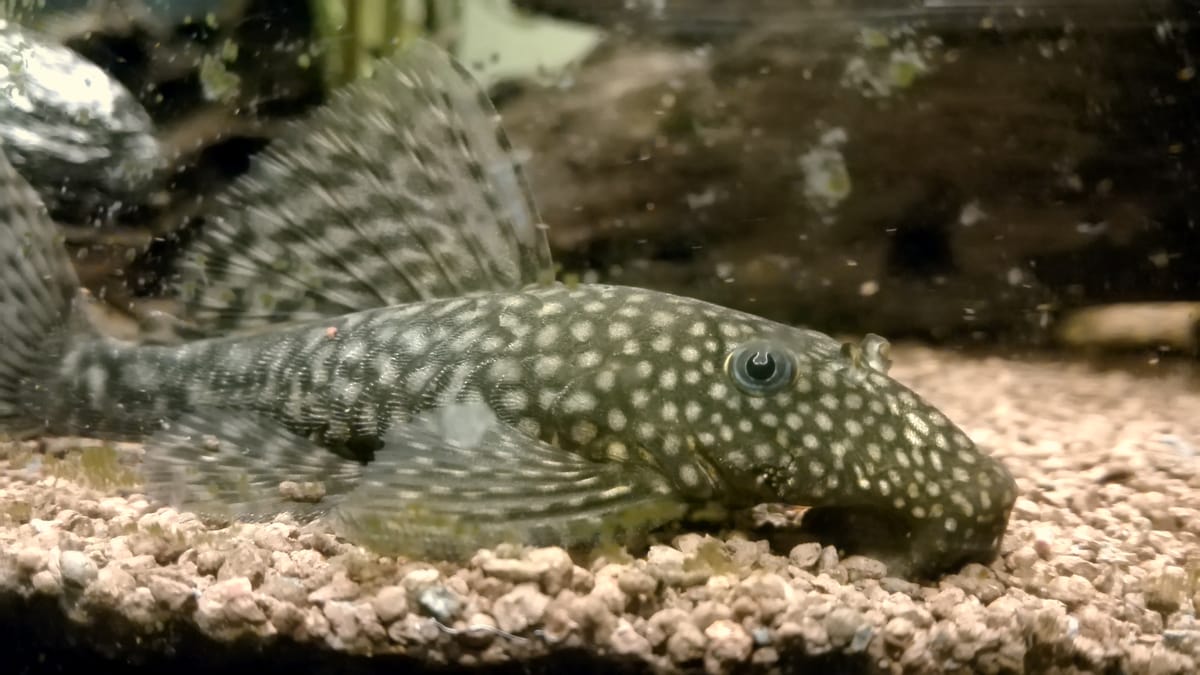 Bristlenose Pleco (Ancistrus sp.) — freshwater fish supplied by AD Aquatics