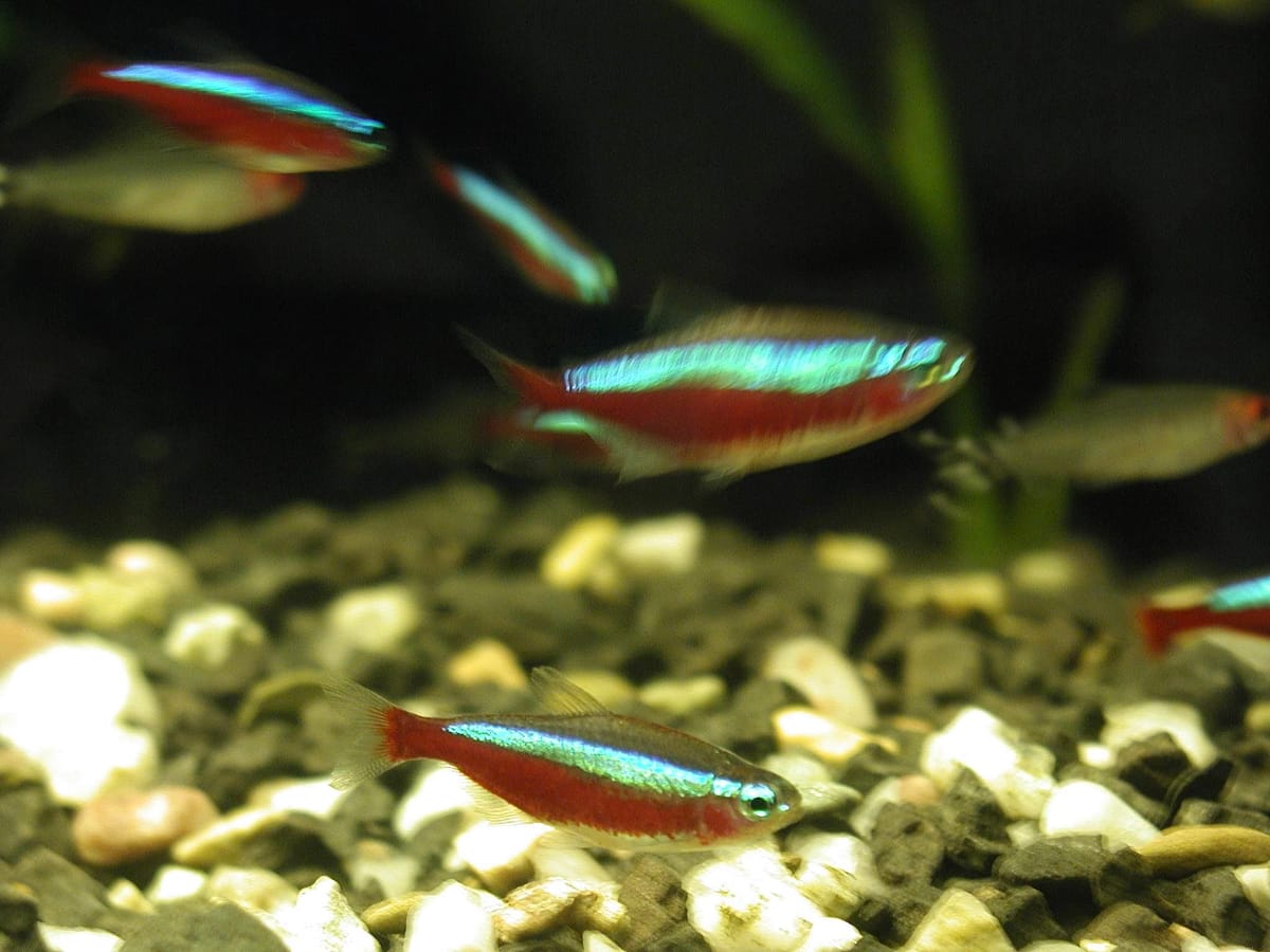 Cardinal Tetra (Paracheirodon axelrodi) — freshwater fish supplied by AD Aquatics