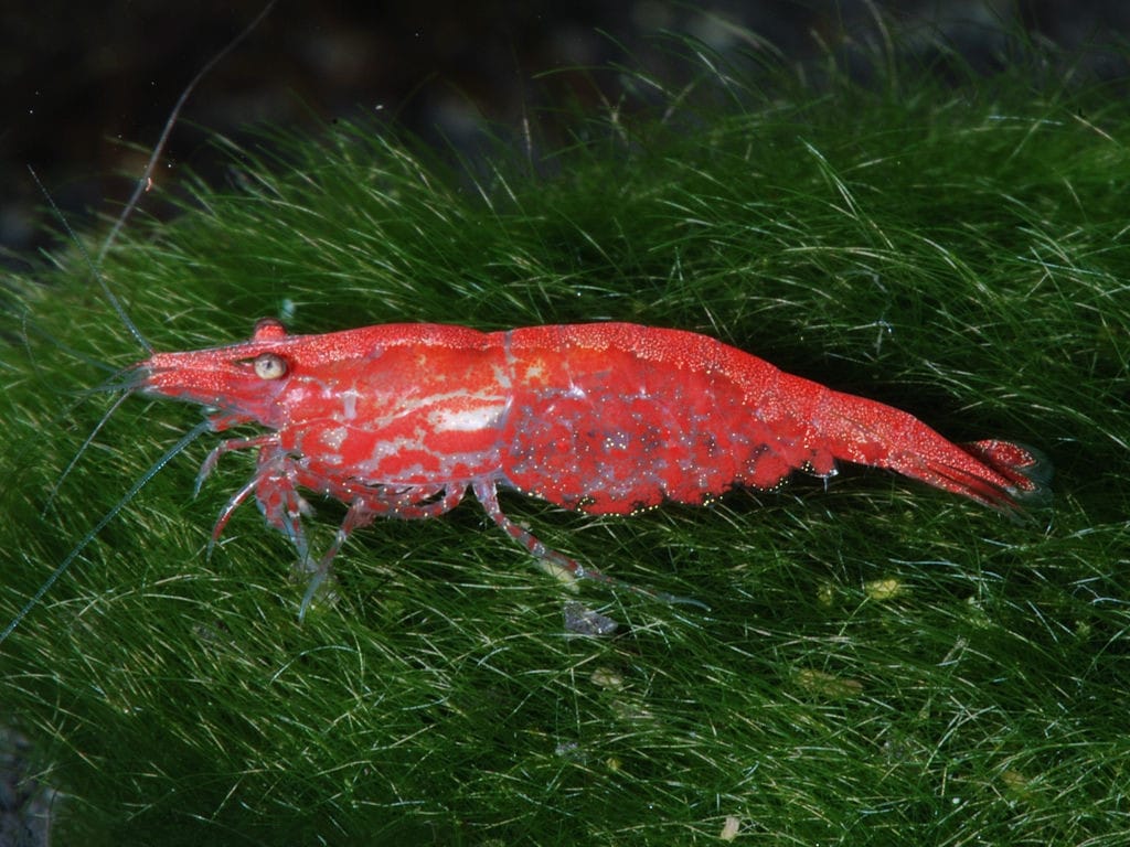 Cherry Shrimp (Neocaridina davidi) — freshwater fish supplied by AD Aquatics