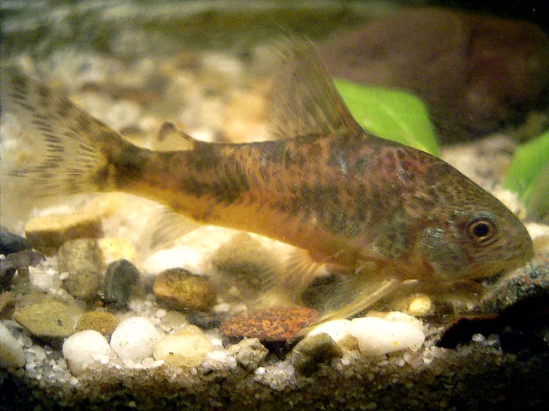 Corydoras (Corydoras paleatus) — freshwater fish supplied by AD Aquatics