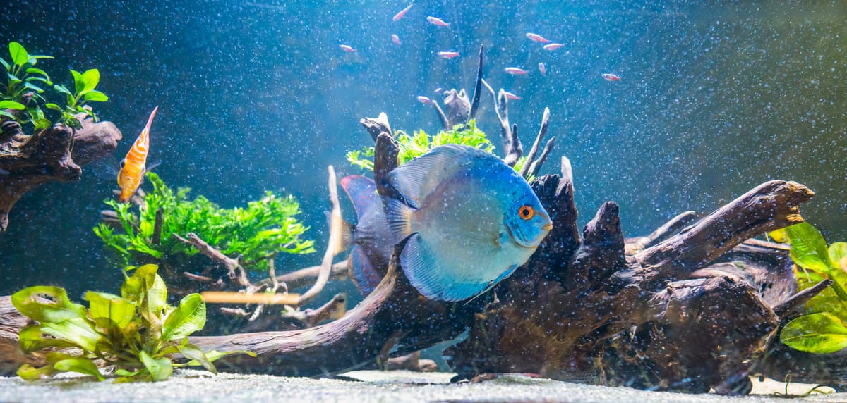 Discus (Symphysodon spp.) — freshwater fish supplied by AD Aquatics
