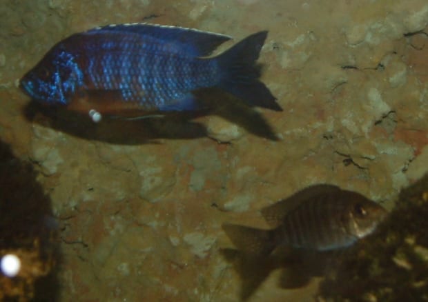 Electric Blue Peacock (Aulonocara hansbaenschi) — freshwater fish supplied by AD Aquatics