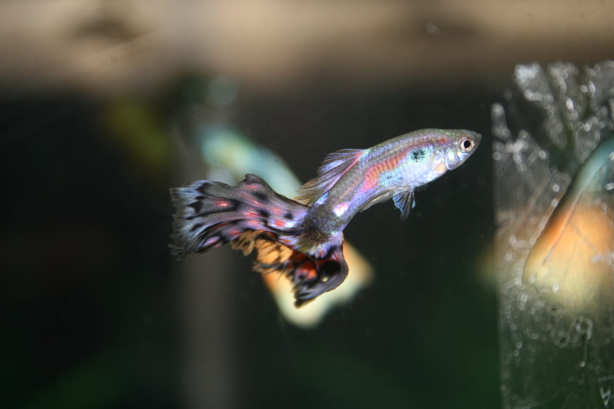 Guppy (Poecilia reticulata) — freshwater fish supplied by AD Aquatics
