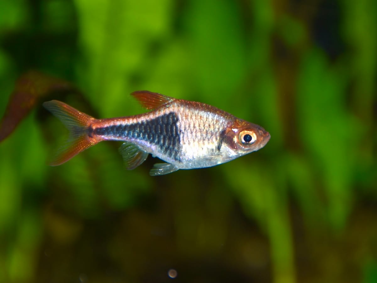Harlequin Rasbora (Trigonostigma heteromorpha) — freshwater fish supplied by AD Aquatics