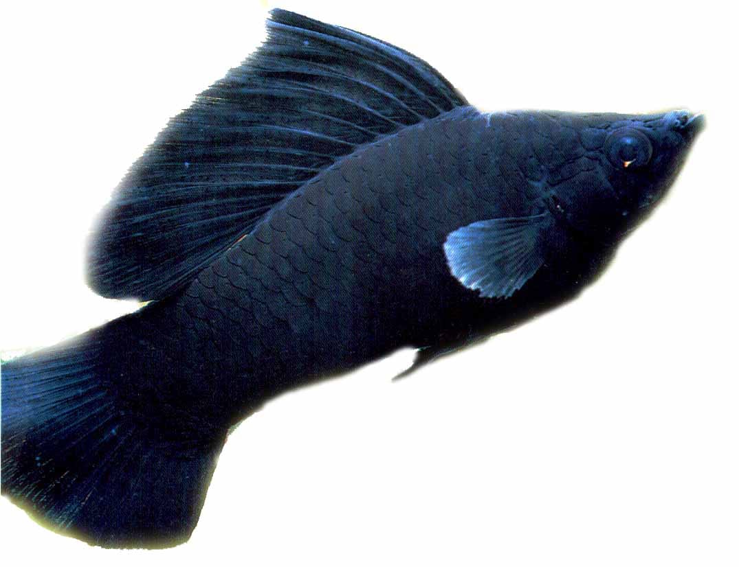 Black Molly (Poecilia sphenops) — freshwater fish supplied by AD Aquatics