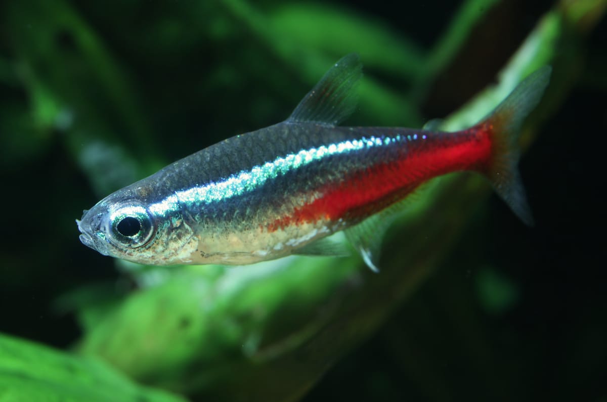 Neon Tetra (Paracheirodon innesi) — freshwater fish supplied by AD Aquatics