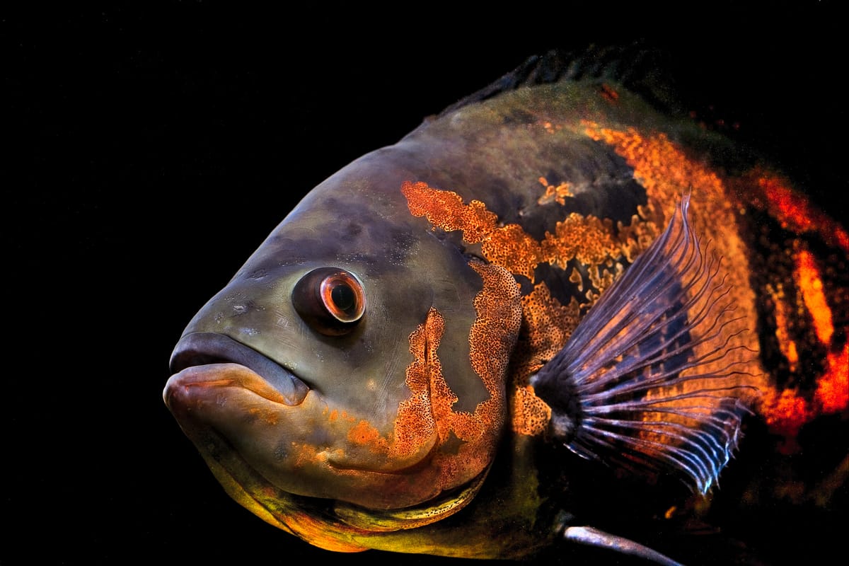 Oscar (Astronotus ocellatus) — freshwater fish supplied by AD Aquatics