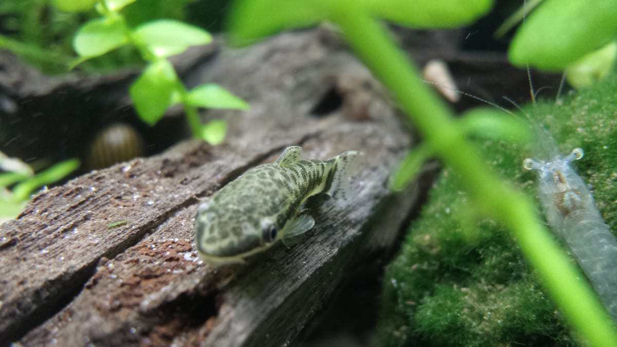 Otocinclus (Otocinclus sp.) — freshwater fish supplied by AD Aquatics