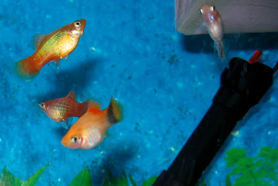 Platy (Xiphophorus maculatus) — freshwater fish supplied by AD Aquatics