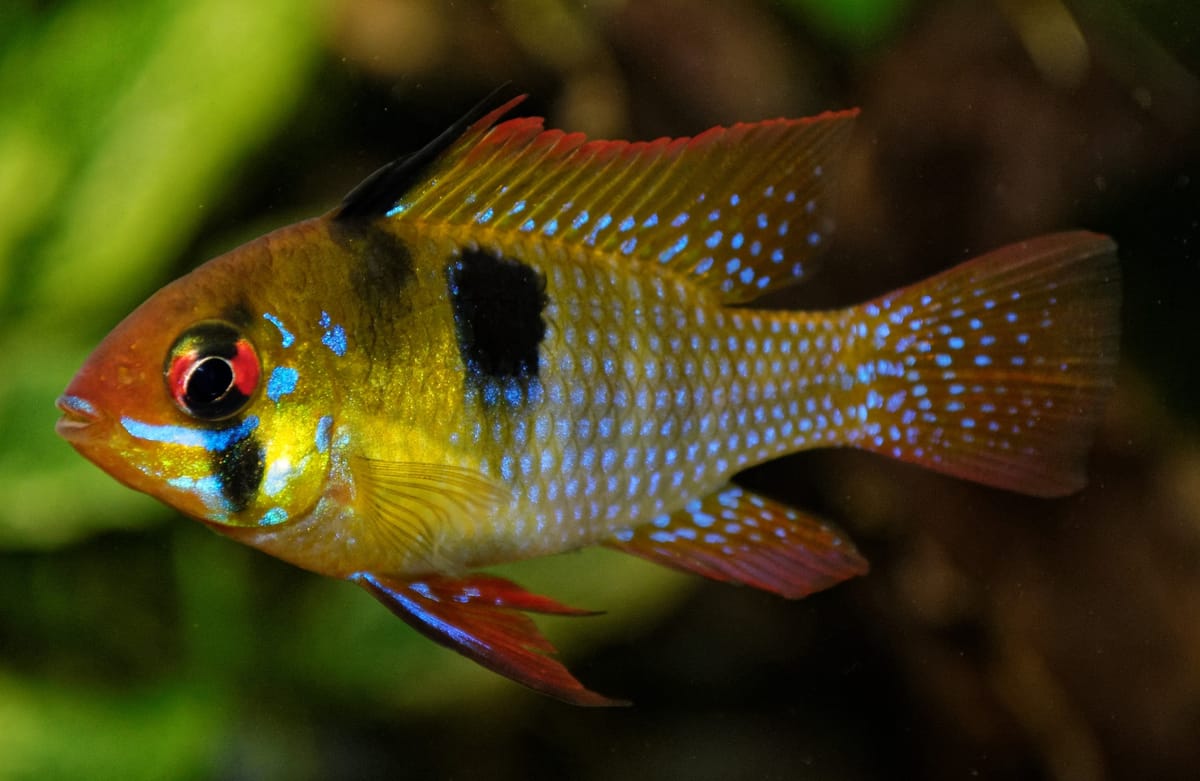 Ram Cichlid (Mikrogeophagus ramirezi) — freshwater fish supplied by AD Aquatics