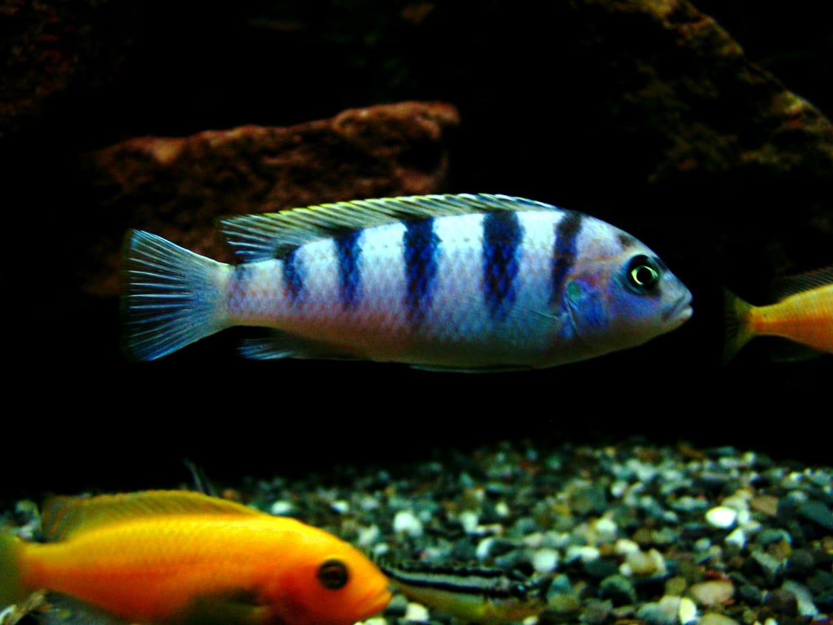 Red Zebra (Maylandia estherae) — freshwater fish supplied by AD Aquatics