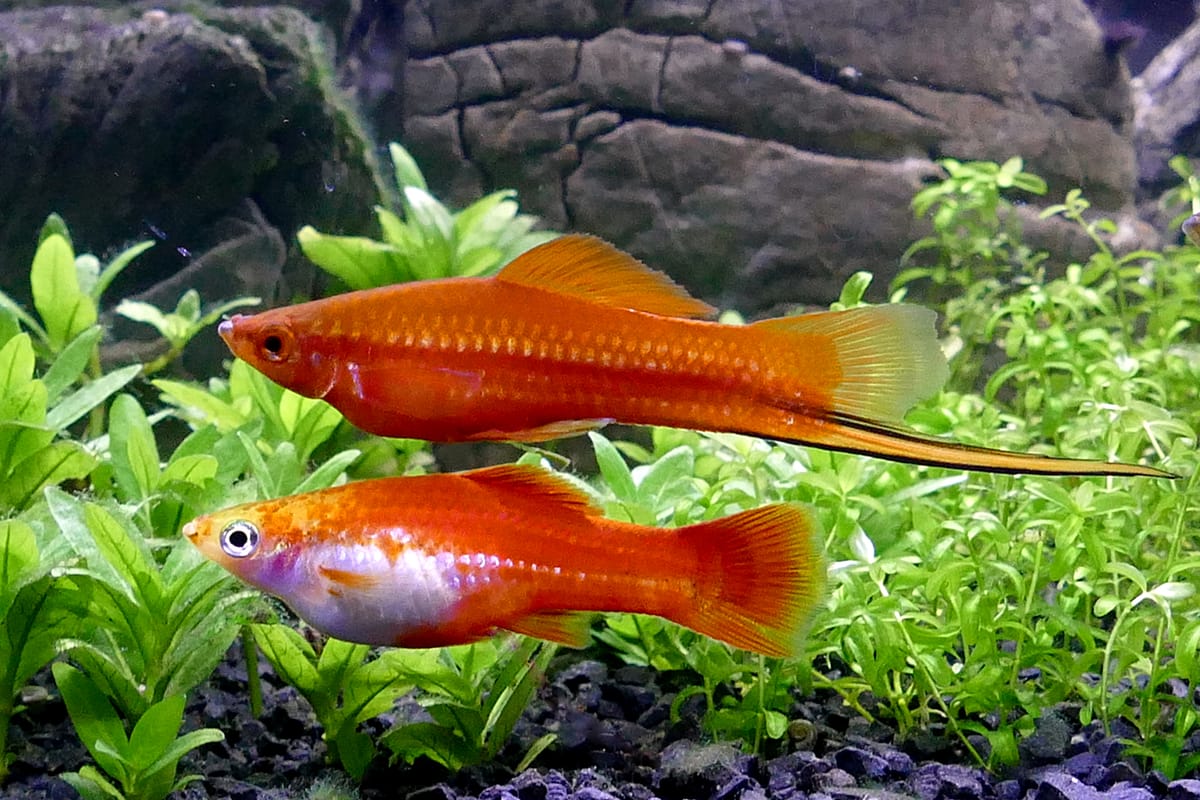 Swordtail (Xiphophorus hellerii) — freshwater fish supplied by AD Aquatics