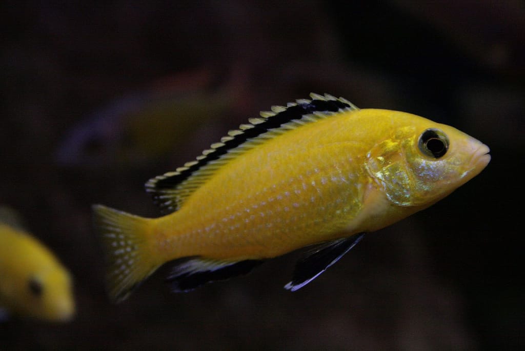 Yellow Lab (Labidochromis caeruleus) — freshwater fish supplied by AD Aquatics