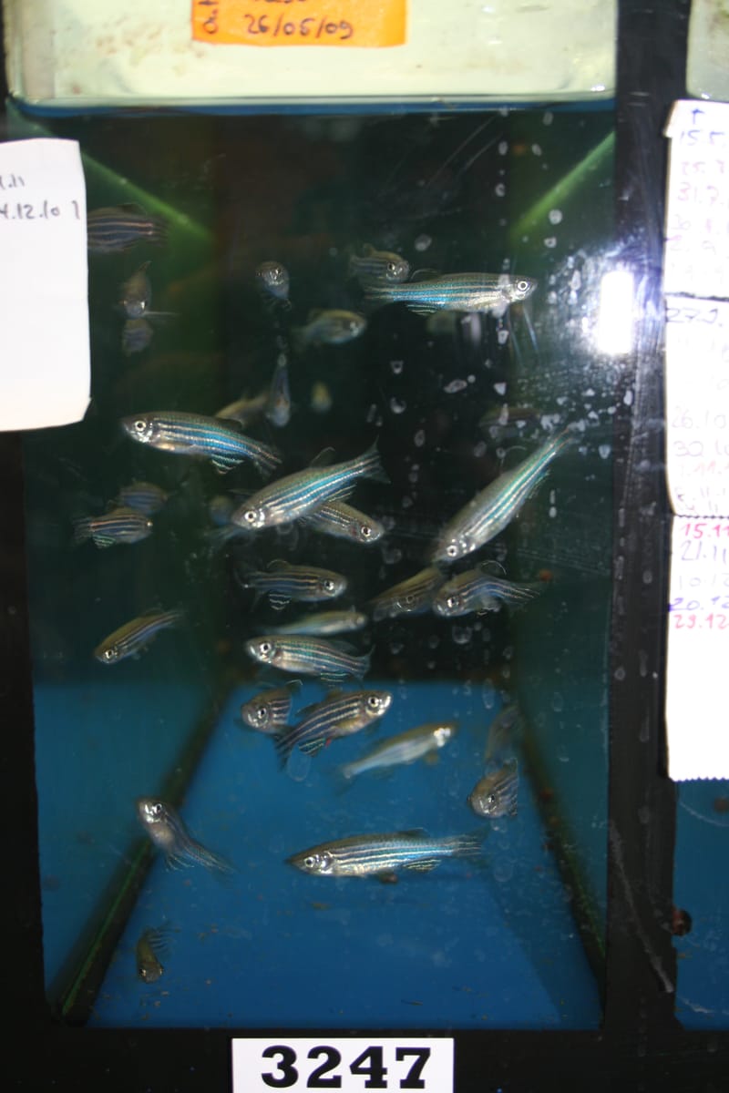 Zebra Danio (Danio rerio) — freshwater fish supplied by AD Aquatics