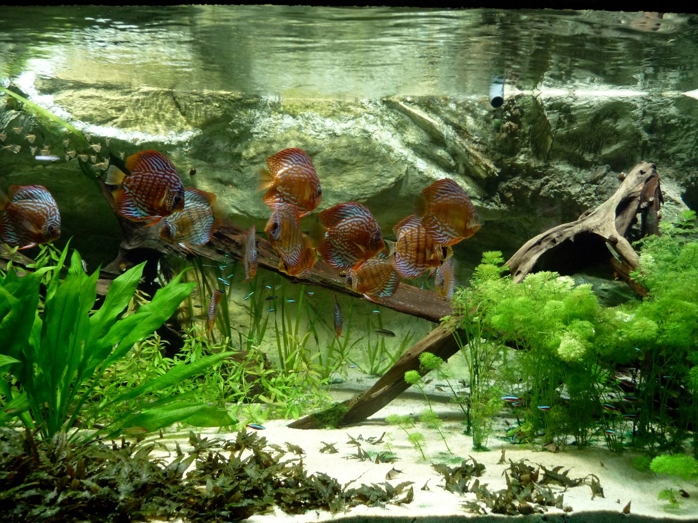 Wild discus and cardinal tetras over driftwood in a naturalistic river biotope aquarium — example of the AD Aquatics Biotope & Blackwater setup style