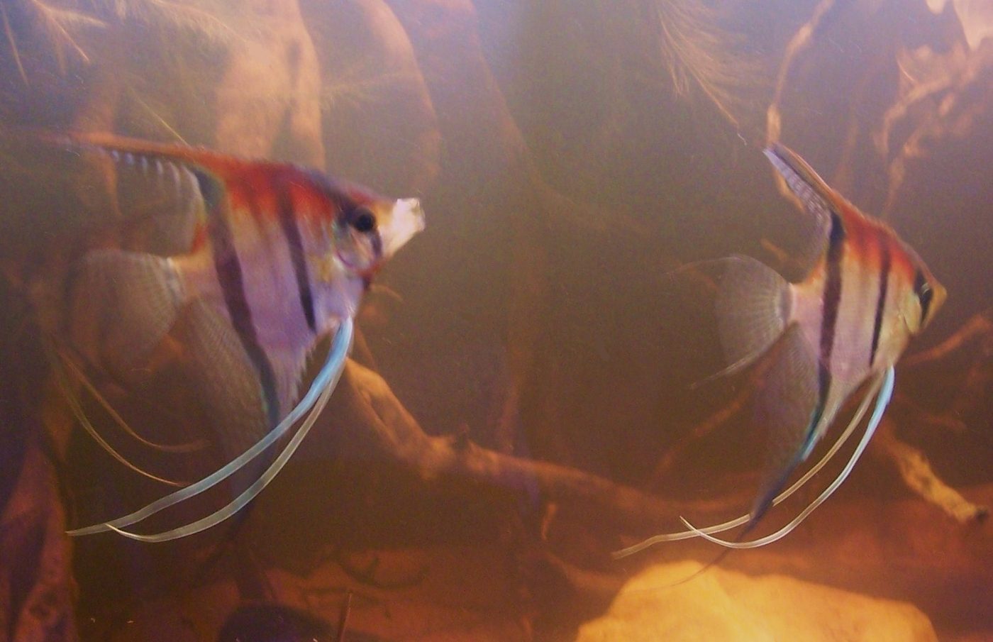 Angelfish in tannin-stained amber blackwater biotope aquarium — example of the AD Aquatics Biotope & Blackwater setup style