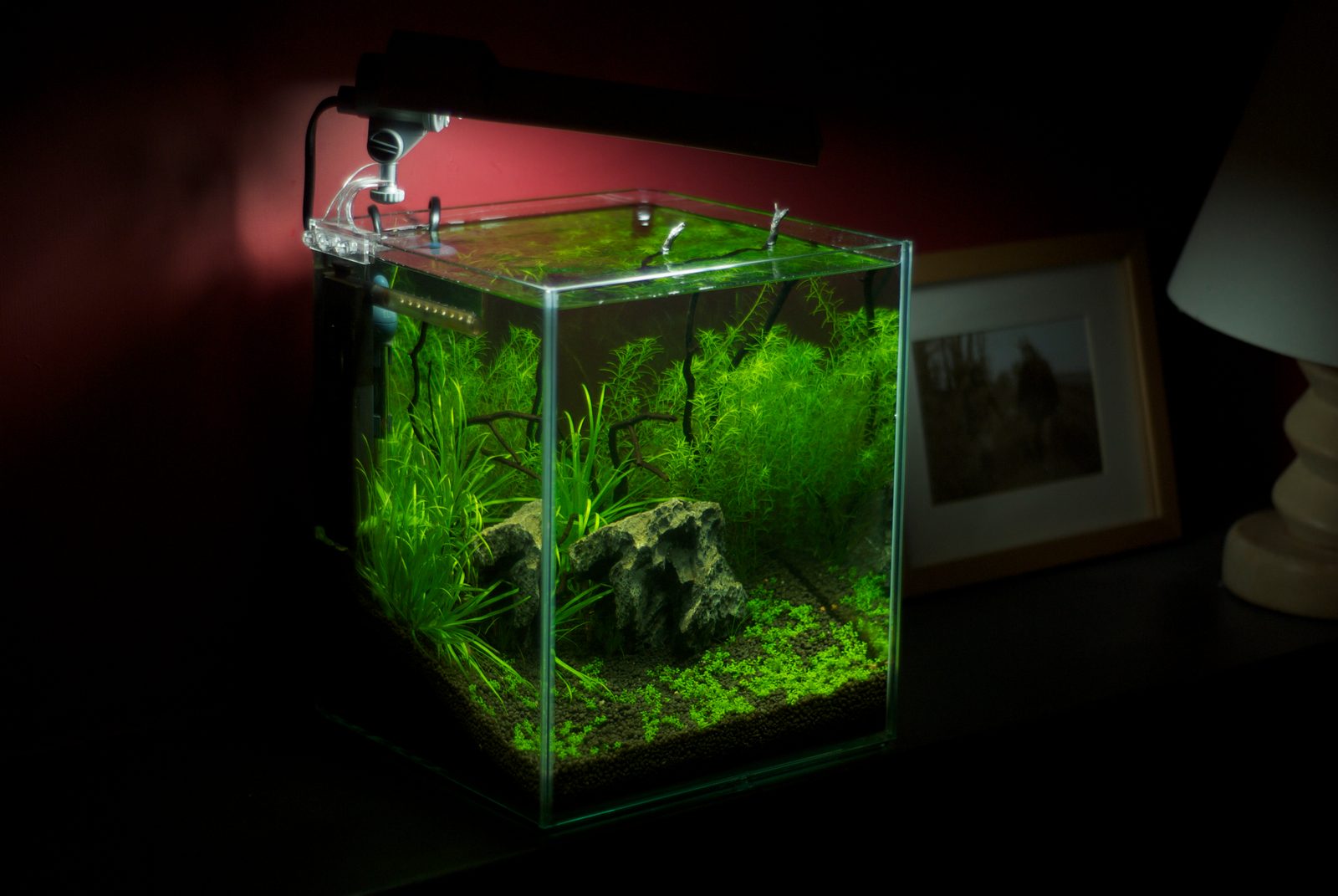 Lush green nano cube aquascape with dense carpet planting and moss — example of the AD Aquatics Nano Aquascape setup style